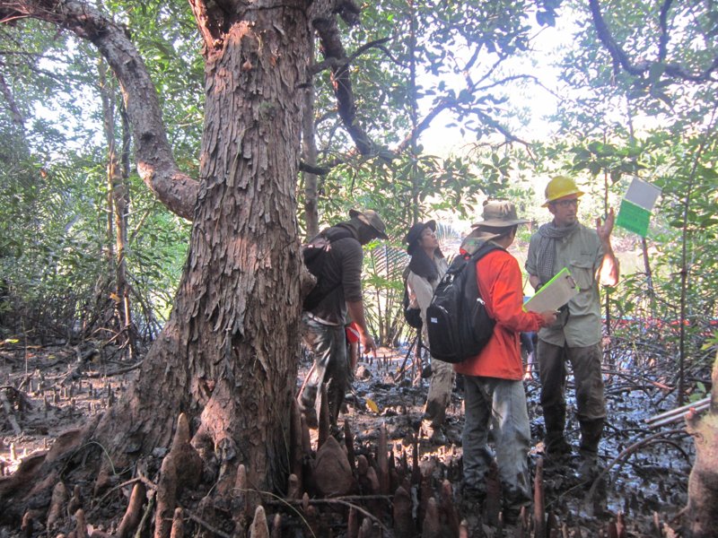 Mangrove MRV field photo